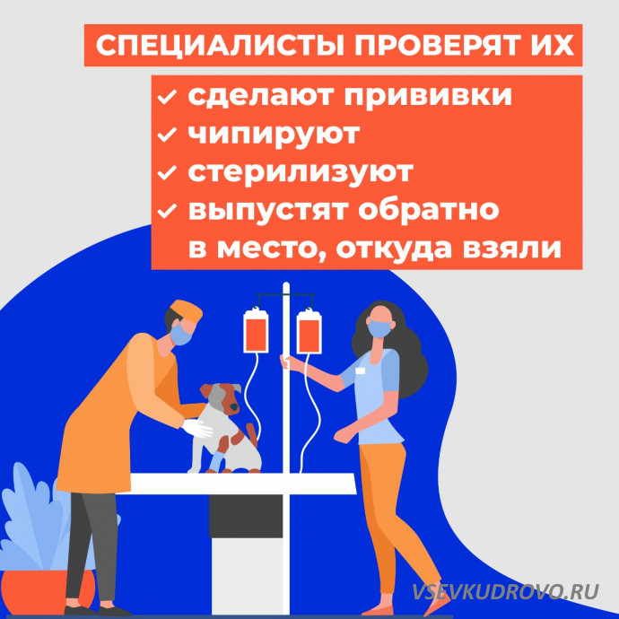 В Ленобласти запустили акцию в поддержку бездомных животных В Ленобласти запустили акцию в поддержку бездомных животных