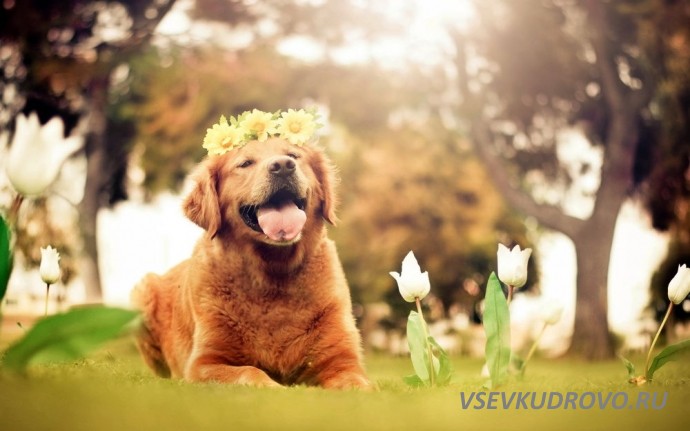 Первый городской фестиваль для животных Petshop Days пройдет 30 сентября Первый городской фестиваль для животных Petshop Days пройдет 30 сентября