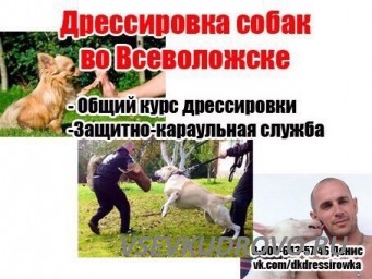 ДРЕССИРОВКА СОБАК ВО ВСЕВОЛОЖСКЕ и Всеволожском районе ЛО.