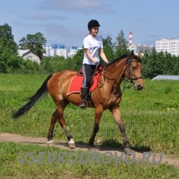 Уроки верховой езды Уроки верховой езды