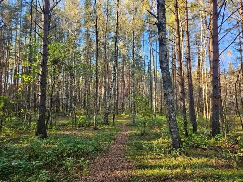 Рядом с Кудрово создан природный заказник «Ржевский лесопарк и Ковалёвский лес» (2026)