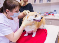 Ветеринарная клиника Dr.Pet's